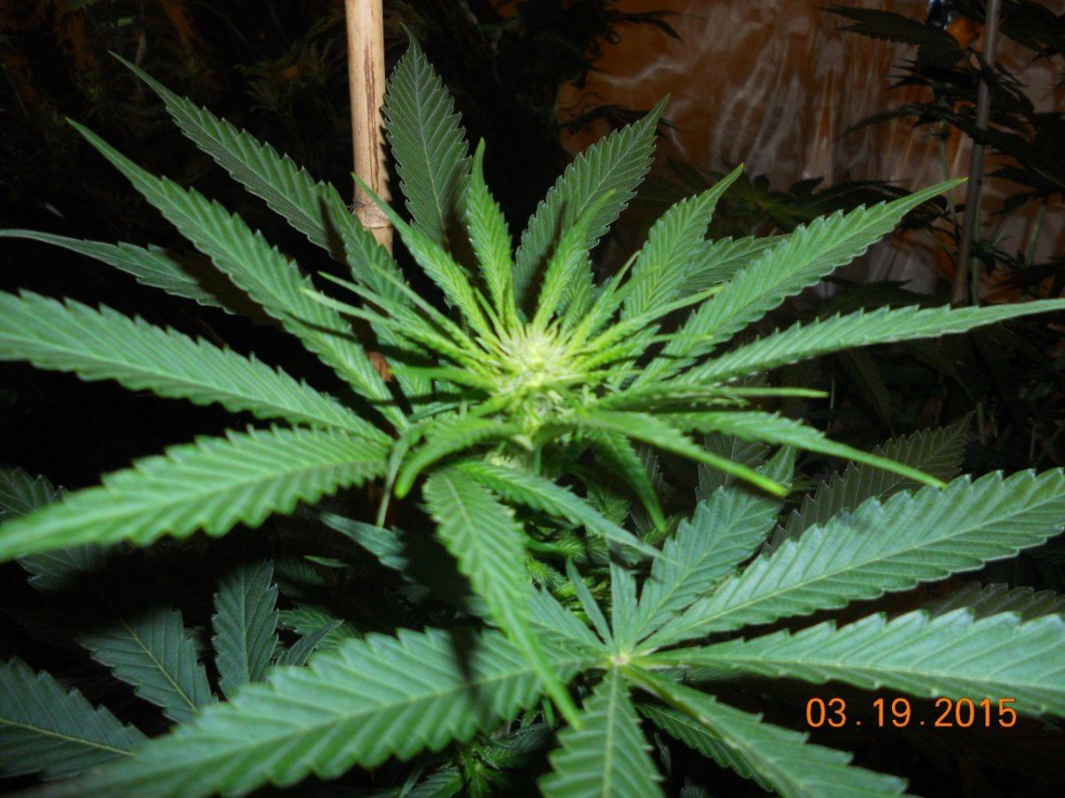 Bud shots 003