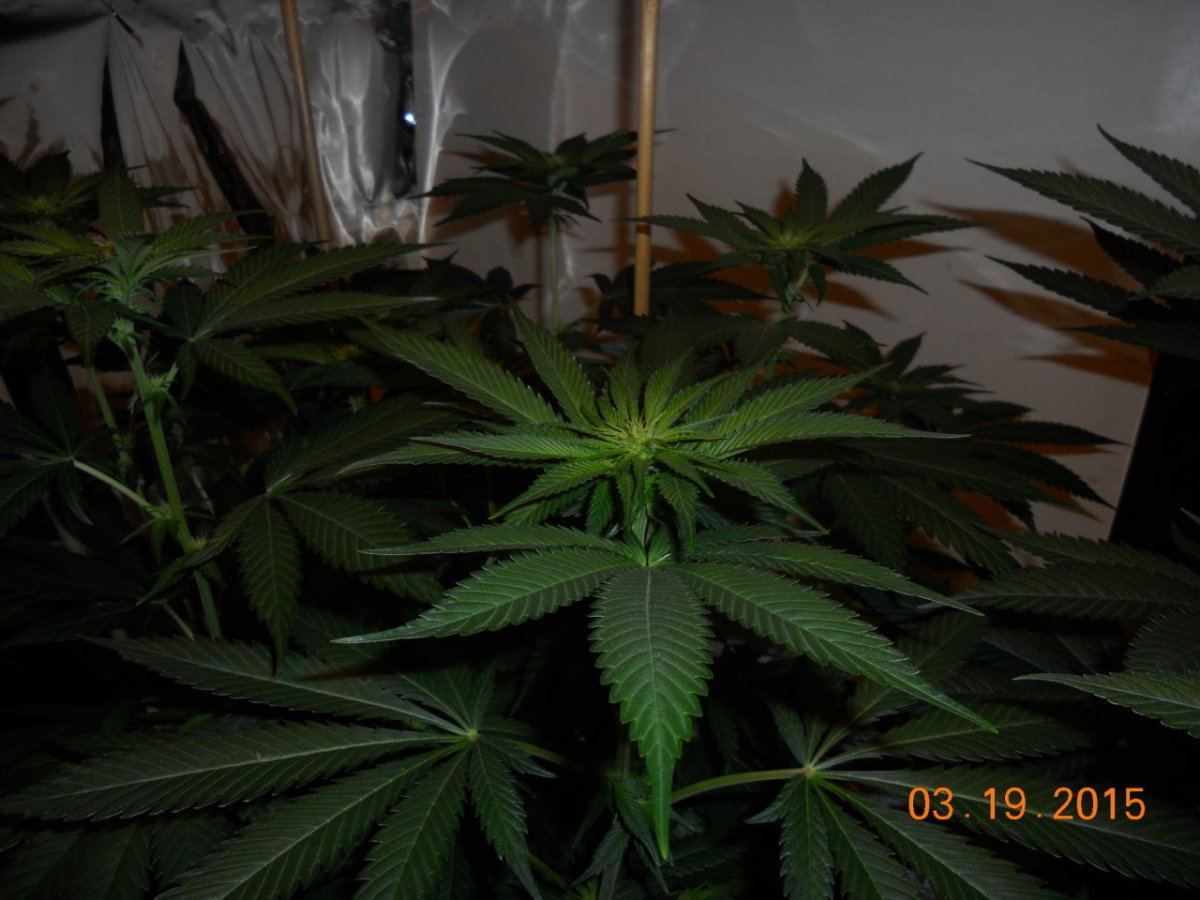 Bud shots 004