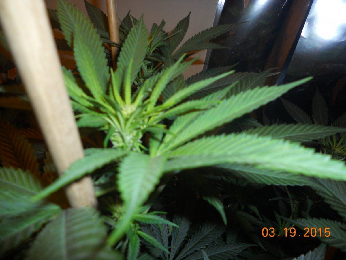 Bud shots 005