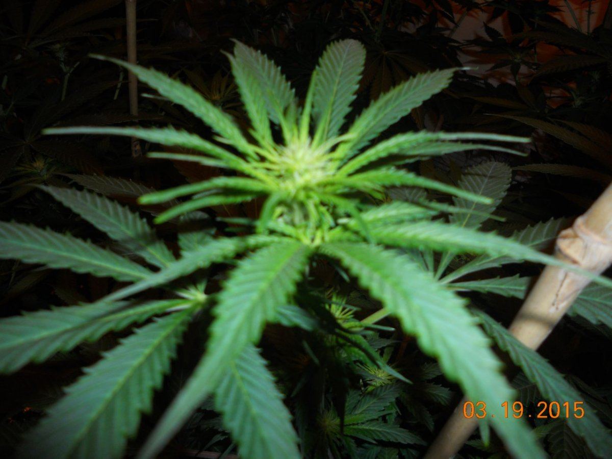 Bud shots 006