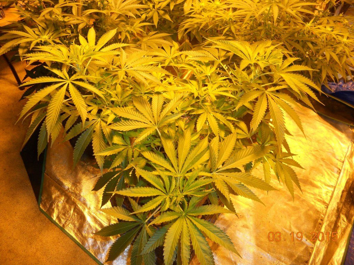 Bud shots 008