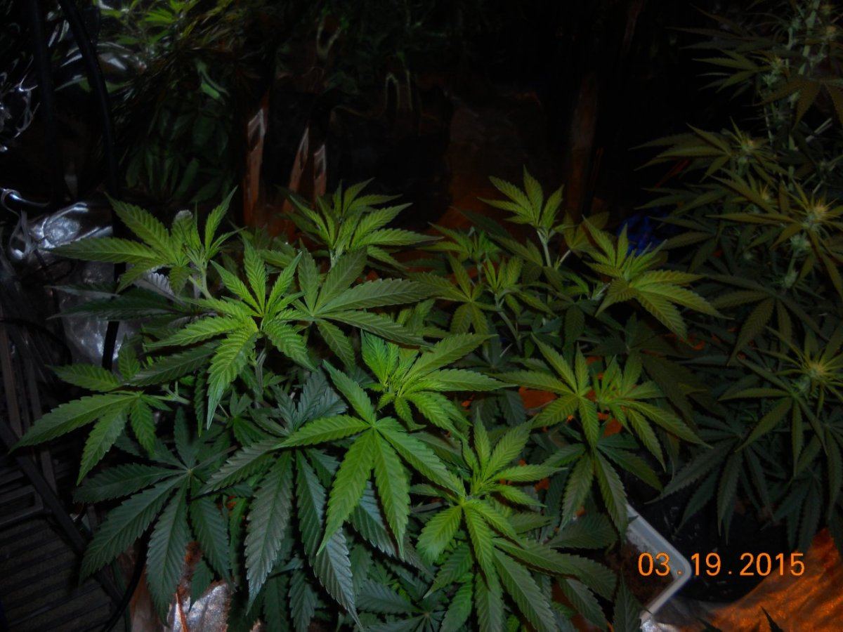 Bud shots 009