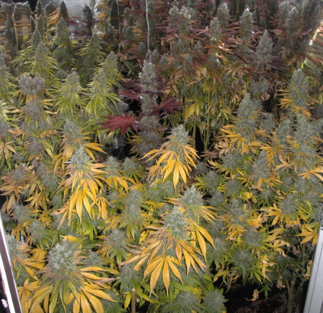 Bud shots 022