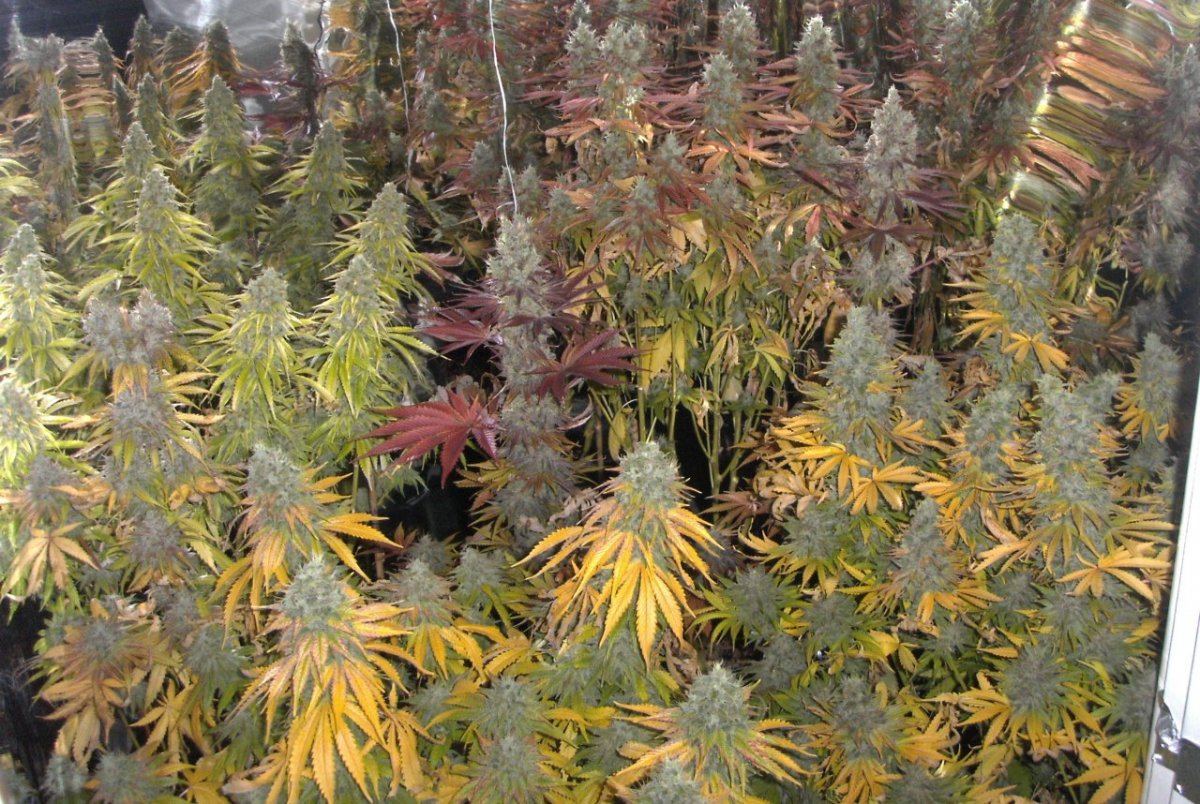 Bud shots 023