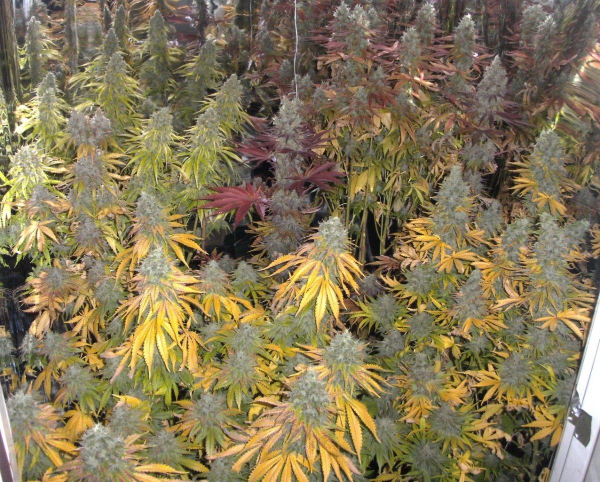 Bud shots 024