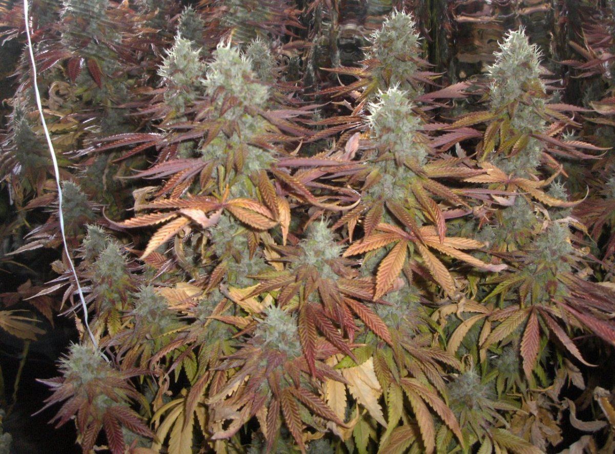 Bud shots 025