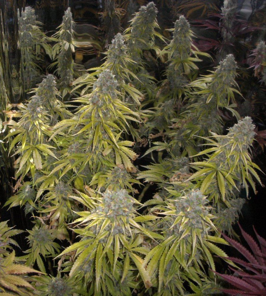 Bud shots 026