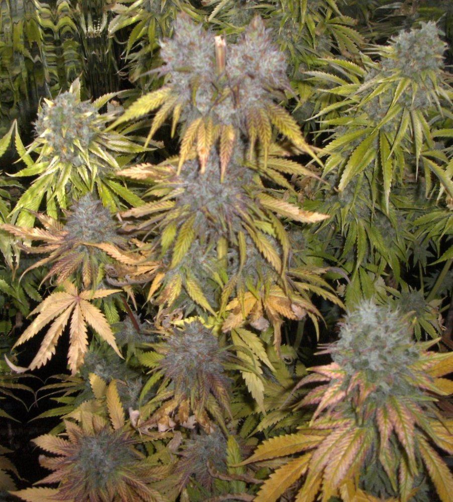 Bud shots 027