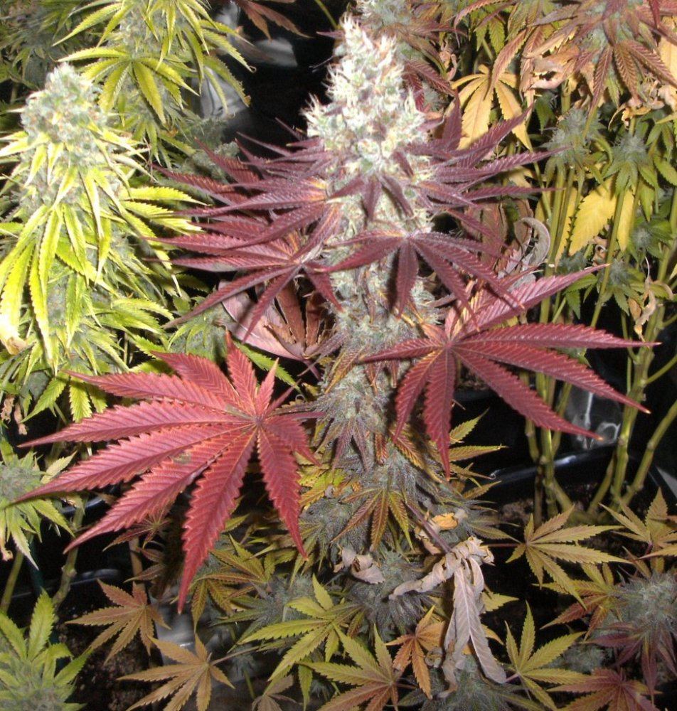 Bud shots 028