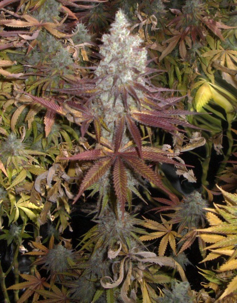 Bud shots 029