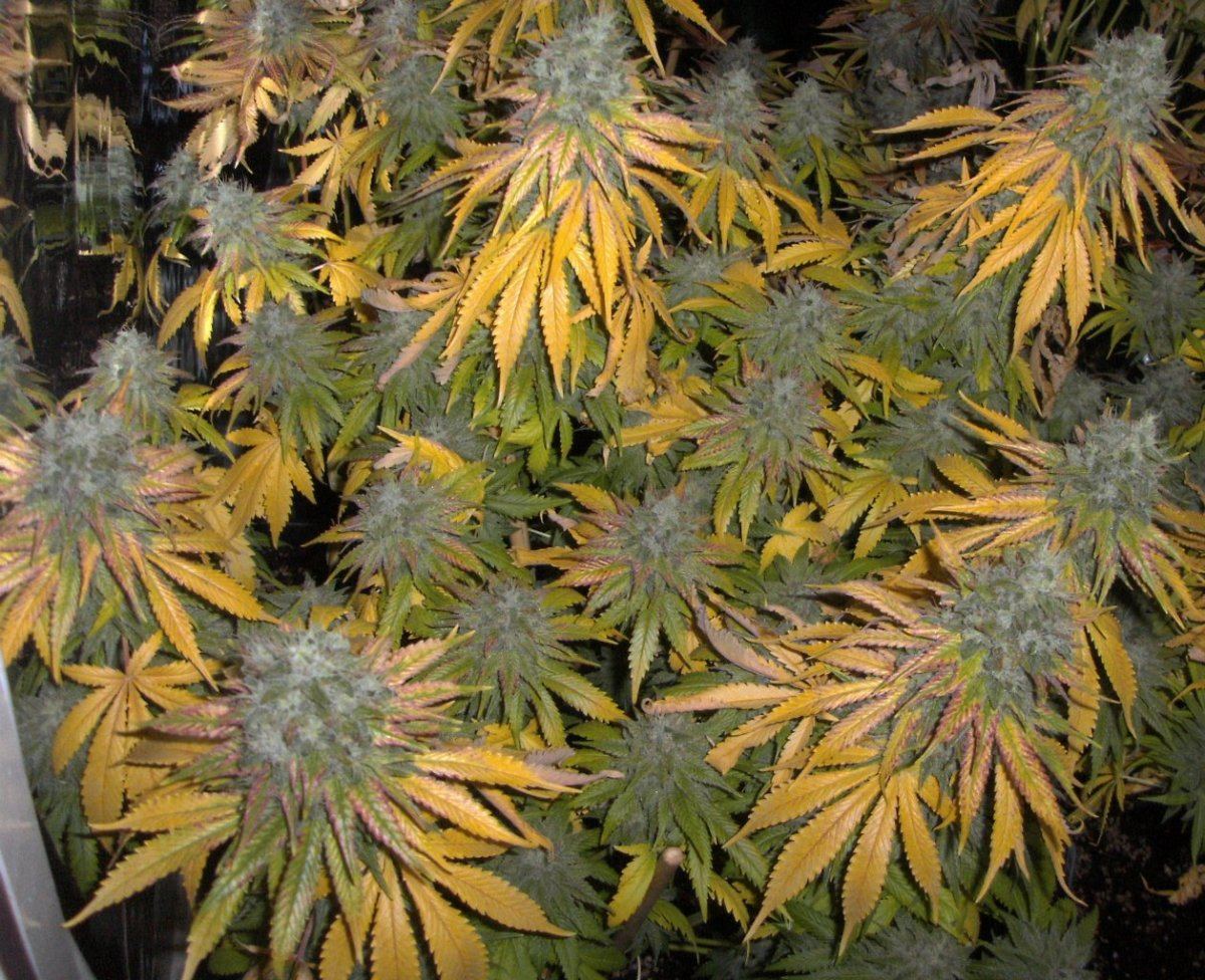 Bud shots 030