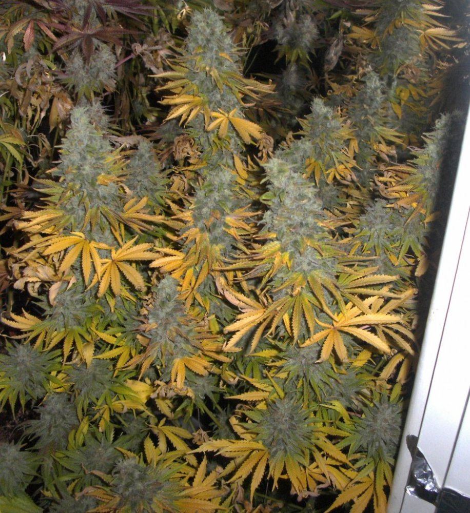 Bud shots 031