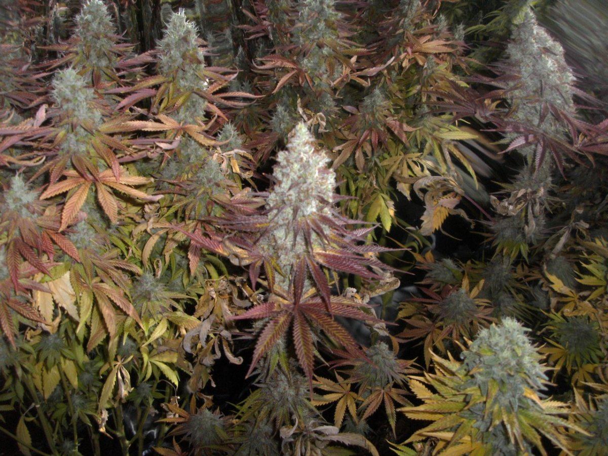 Bud shots 034