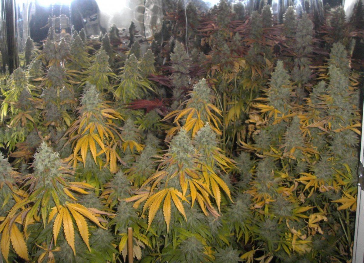 Bud shots 036