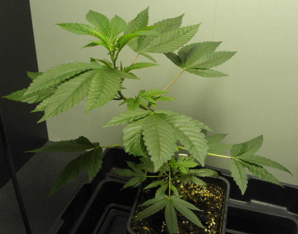 Bud shots 037