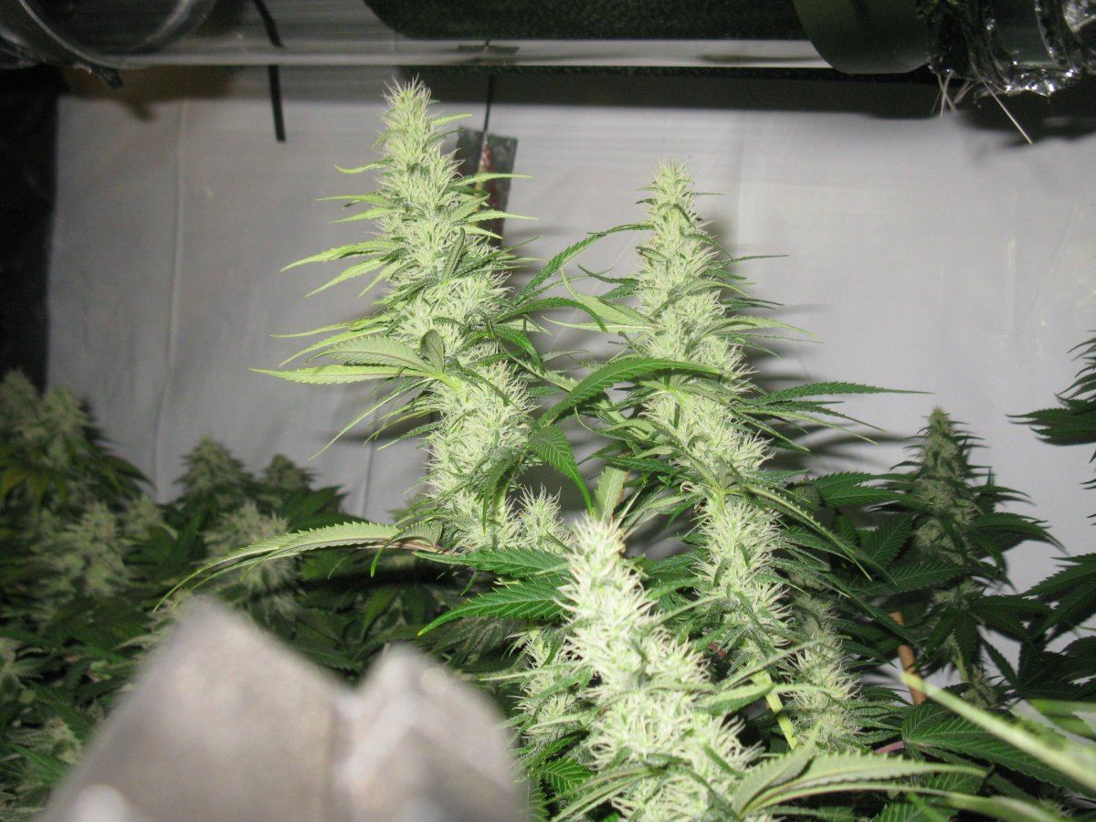 Bud shots dd haze 2 006