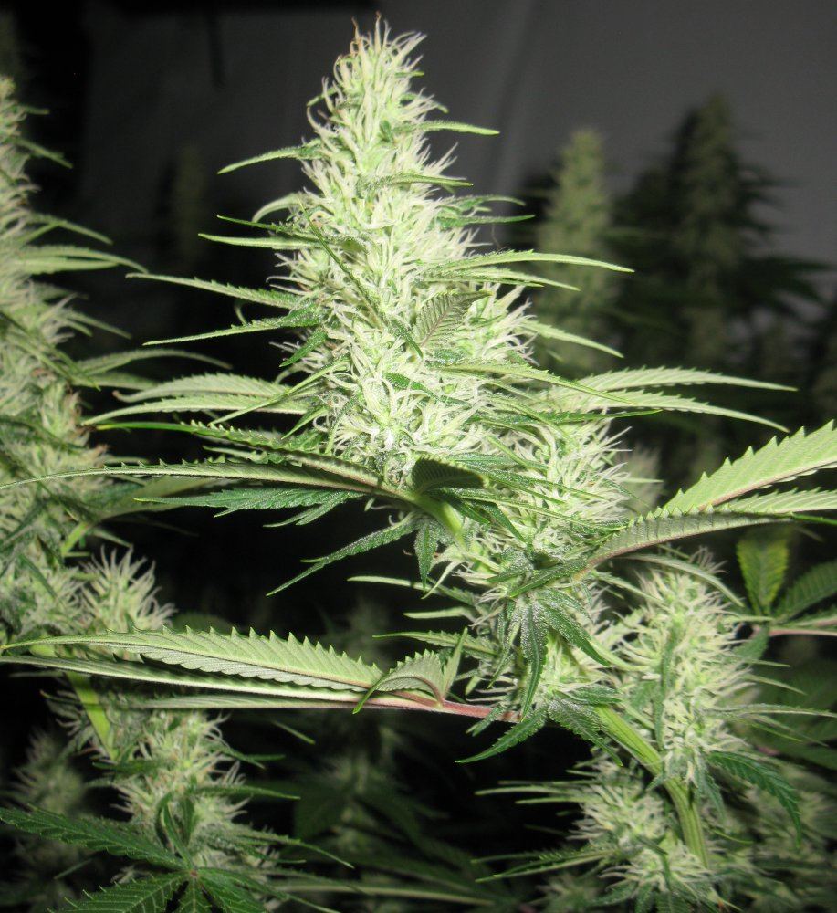 Bud shots dd haze 2 008