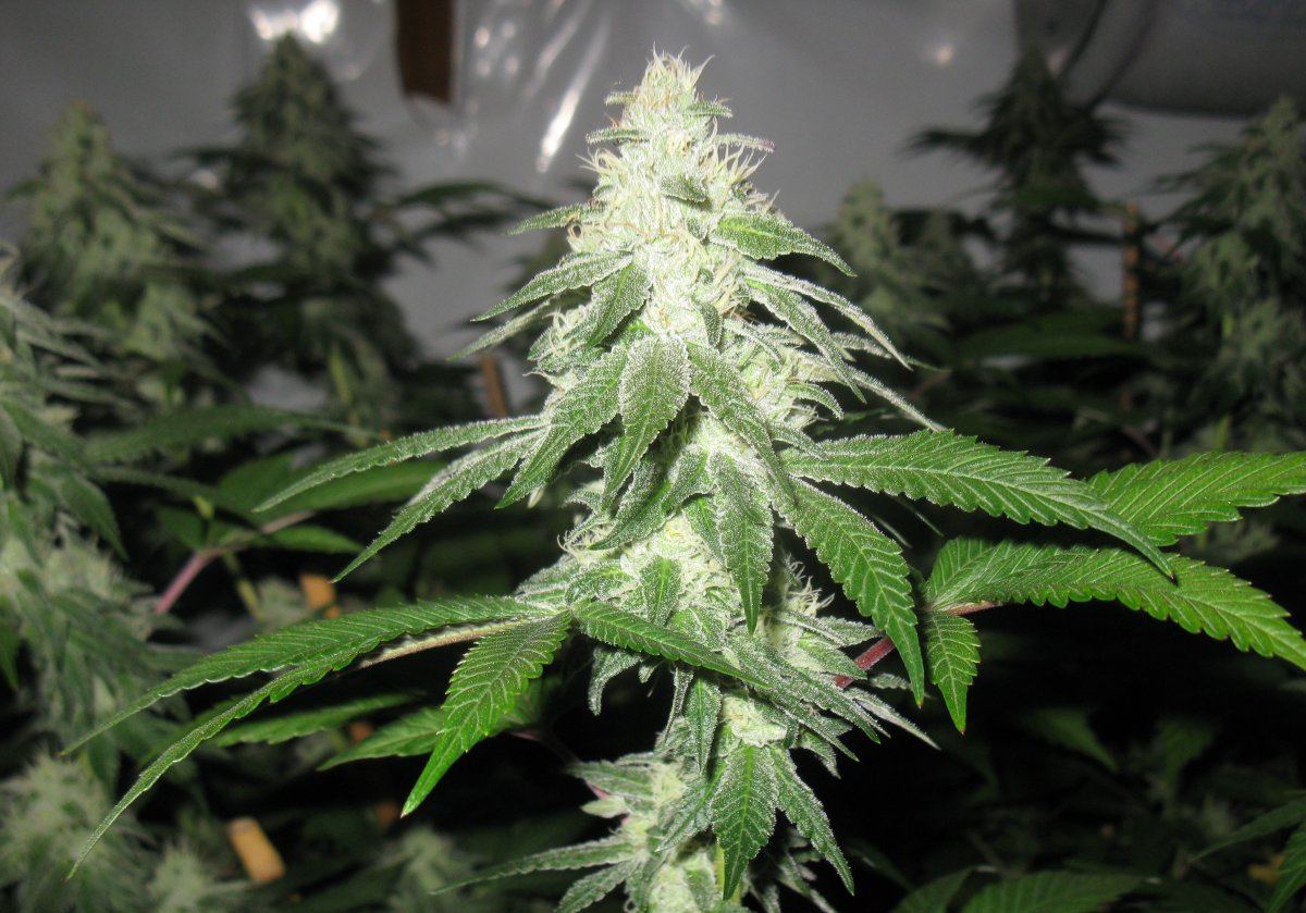 Bud shots gs5 009