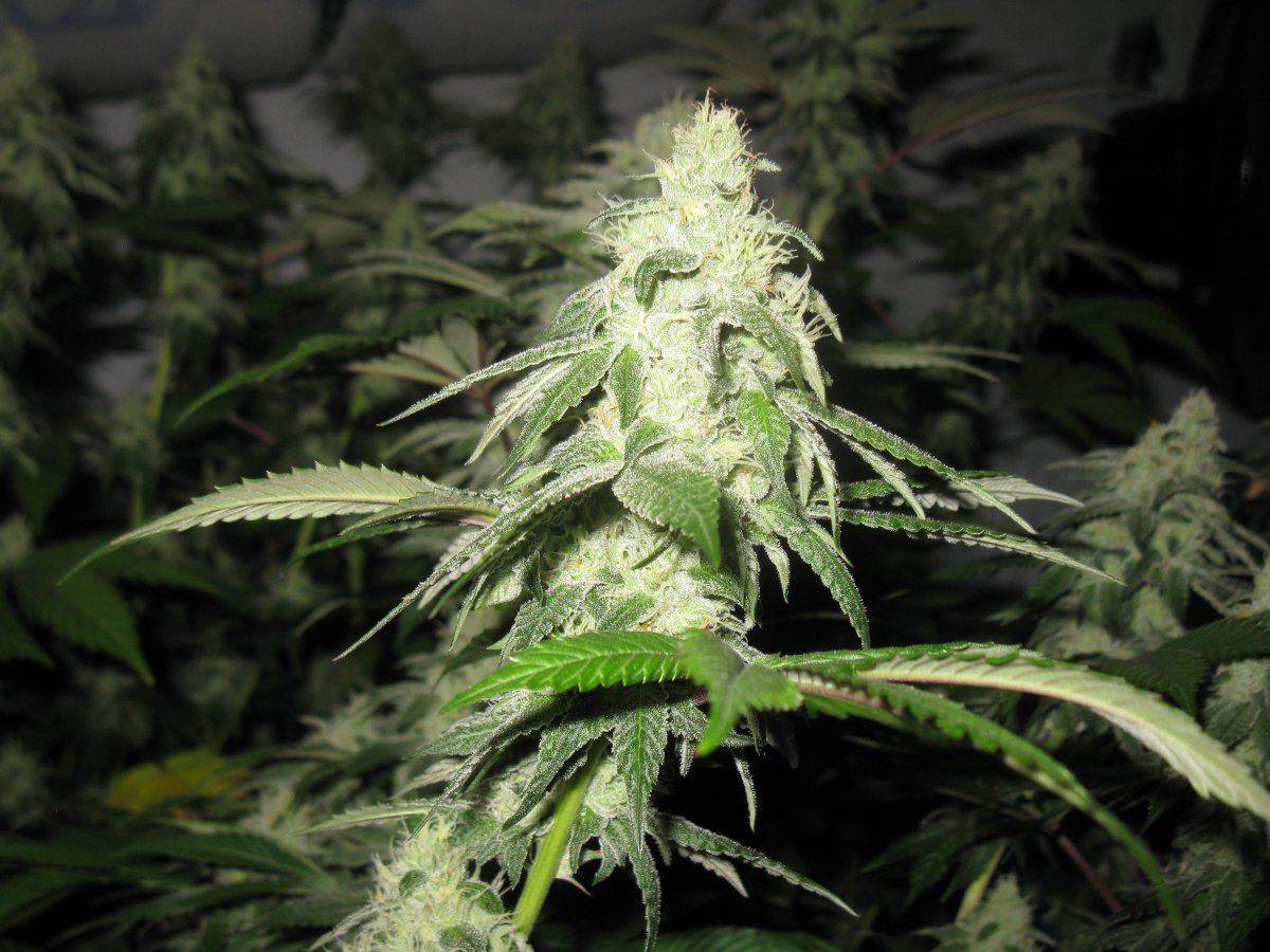Bud shots gsc 5 021