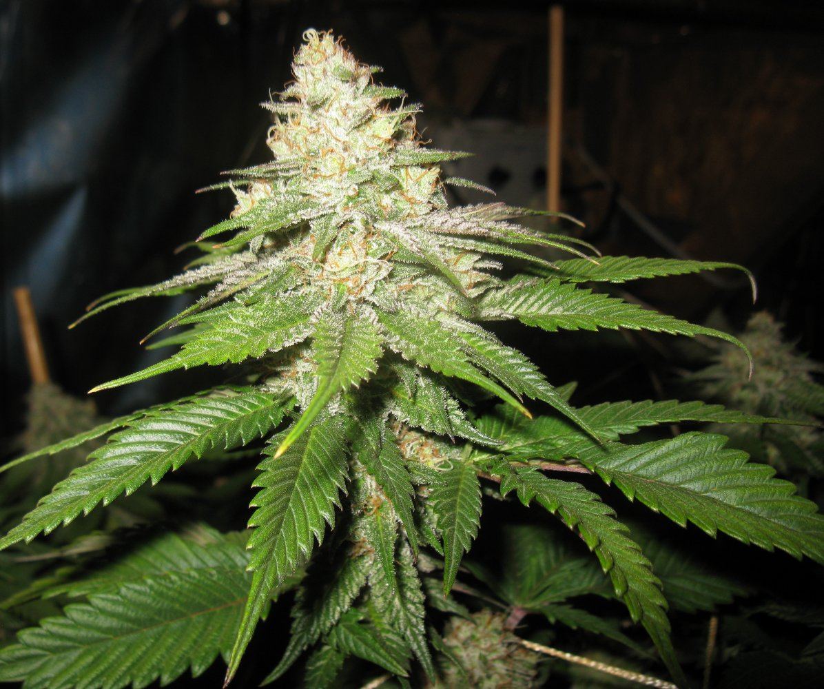 Bud shots rr 015