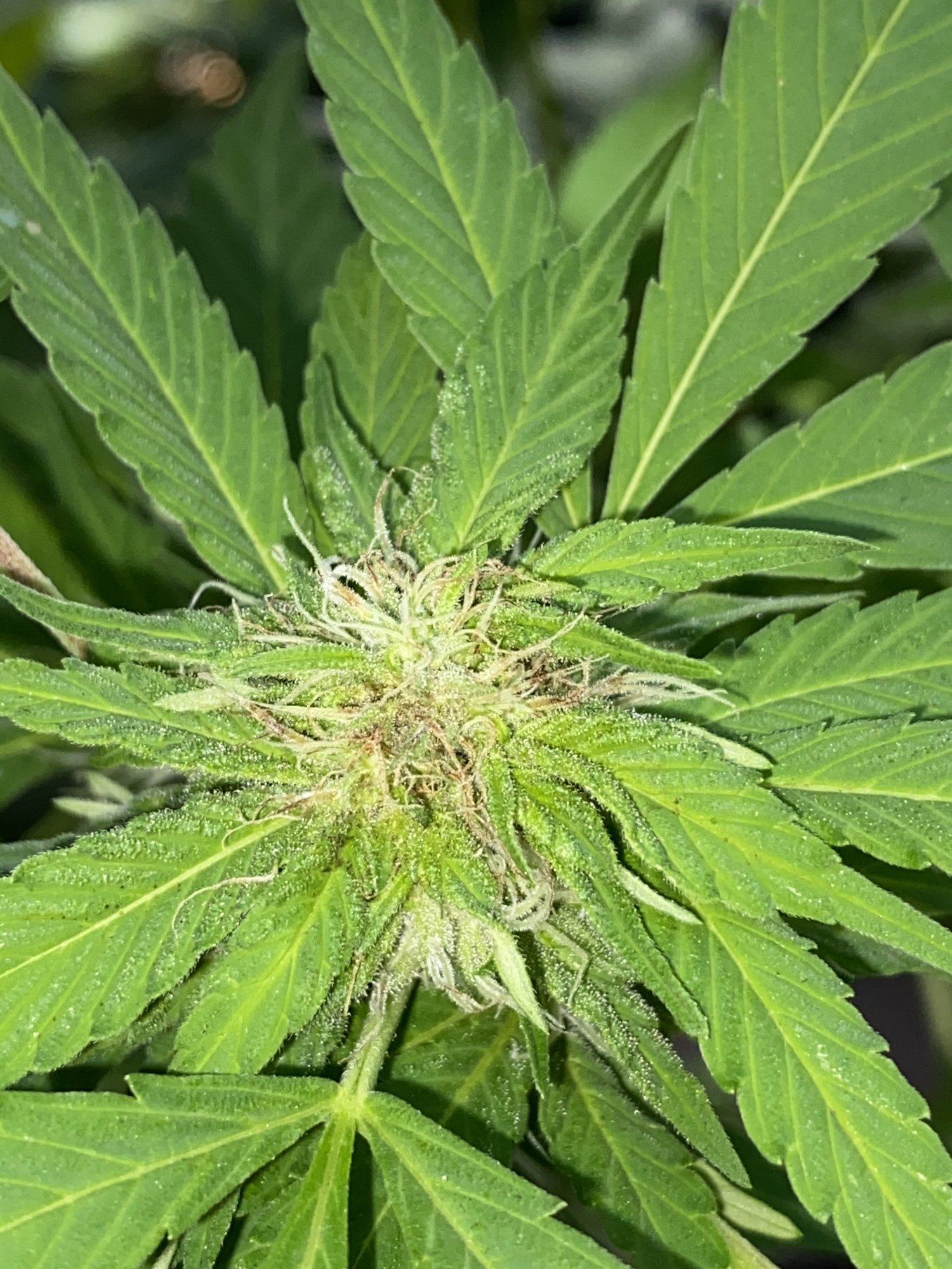 Bud site turning brown outdoor 2