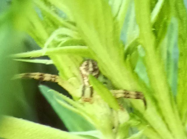 Bud spider 2
