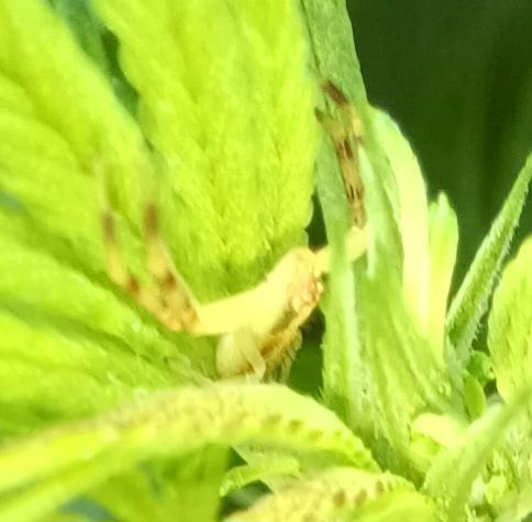 Bud spider1