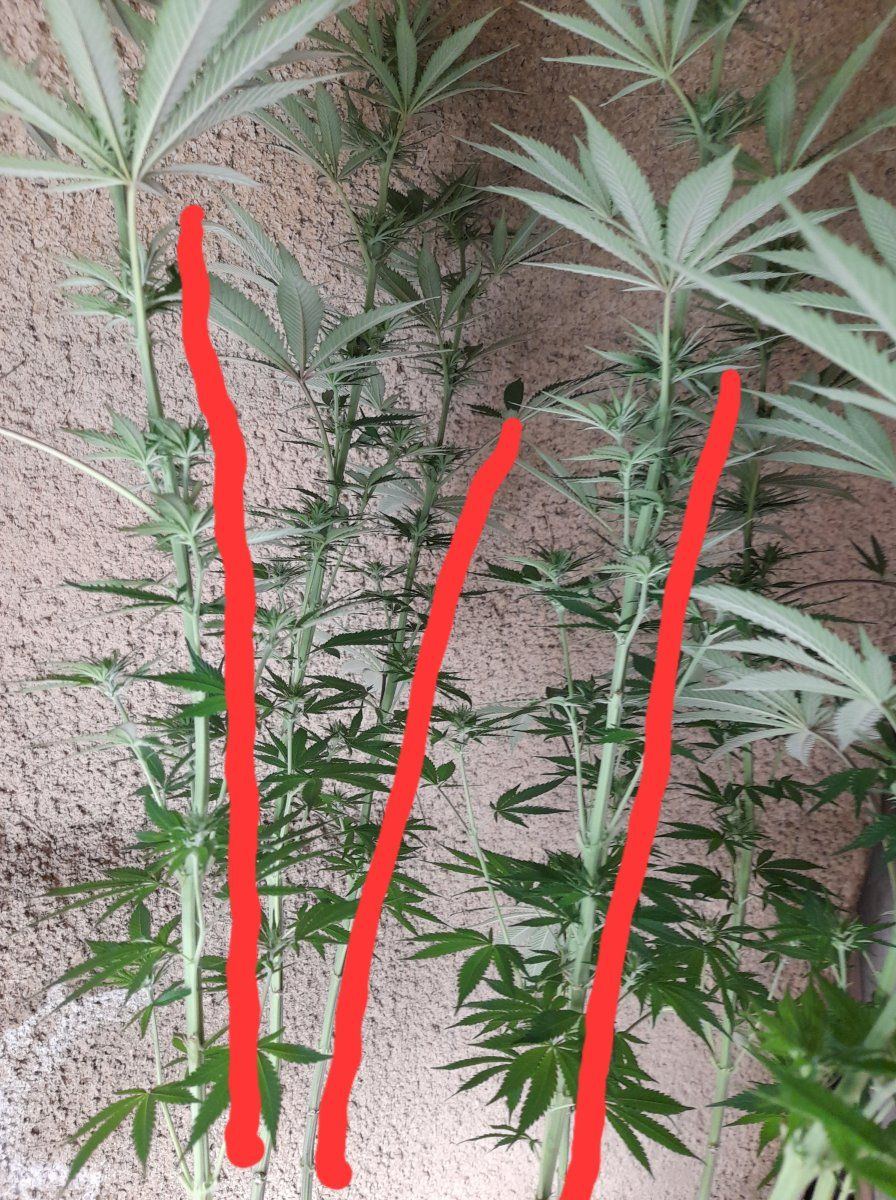 Bud supports before heavy flowering 2
