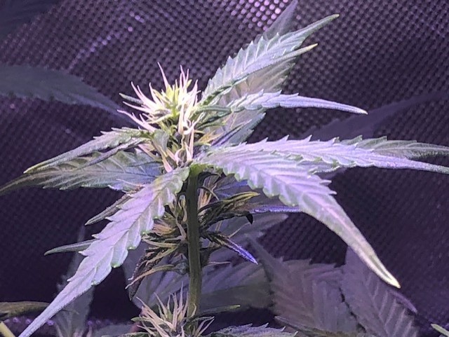 Bud1