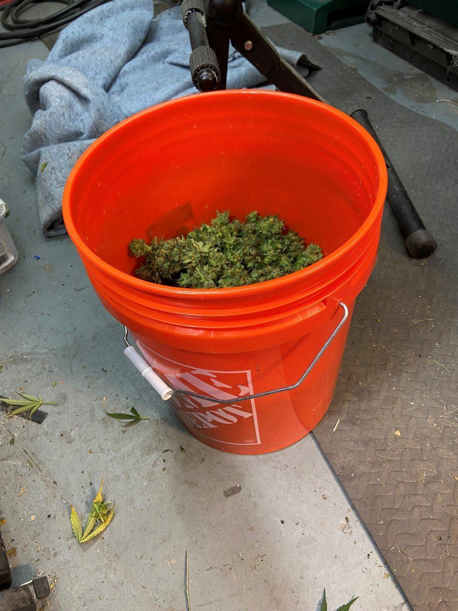Bud1