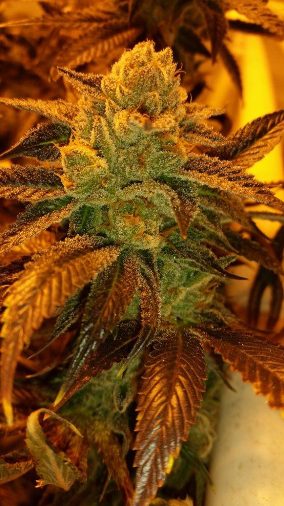 Bud1