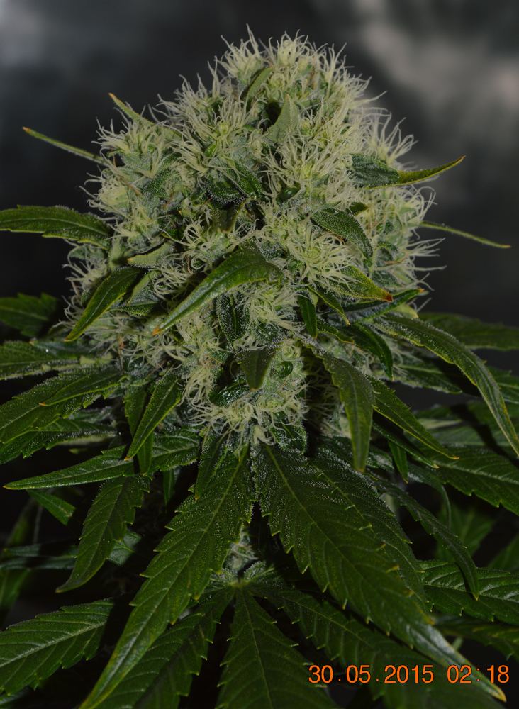 Bud1