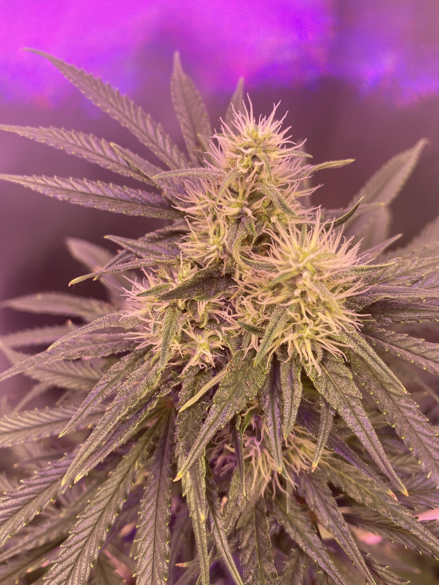 Bud1