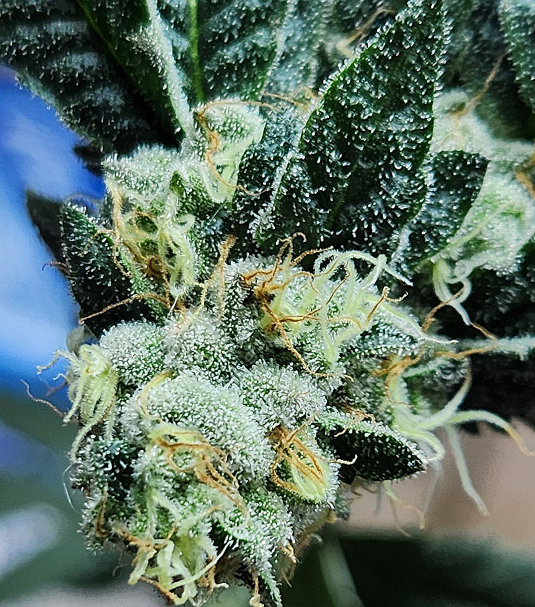 Bud1s