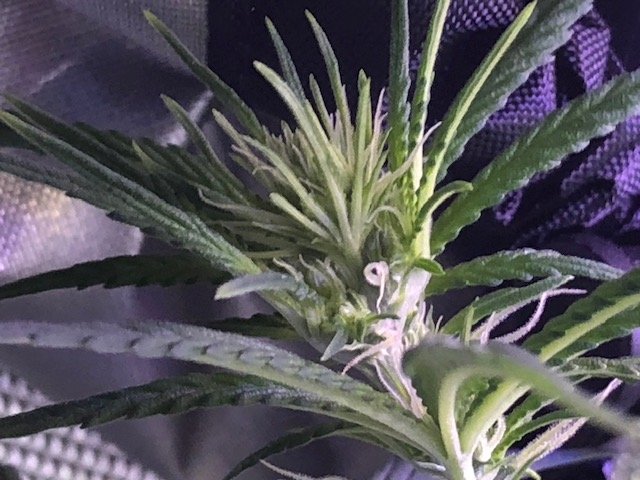 Bud2