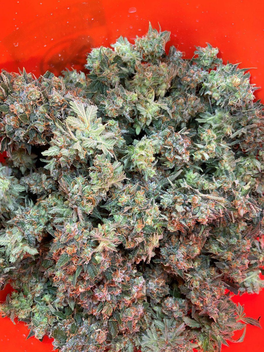Bud2