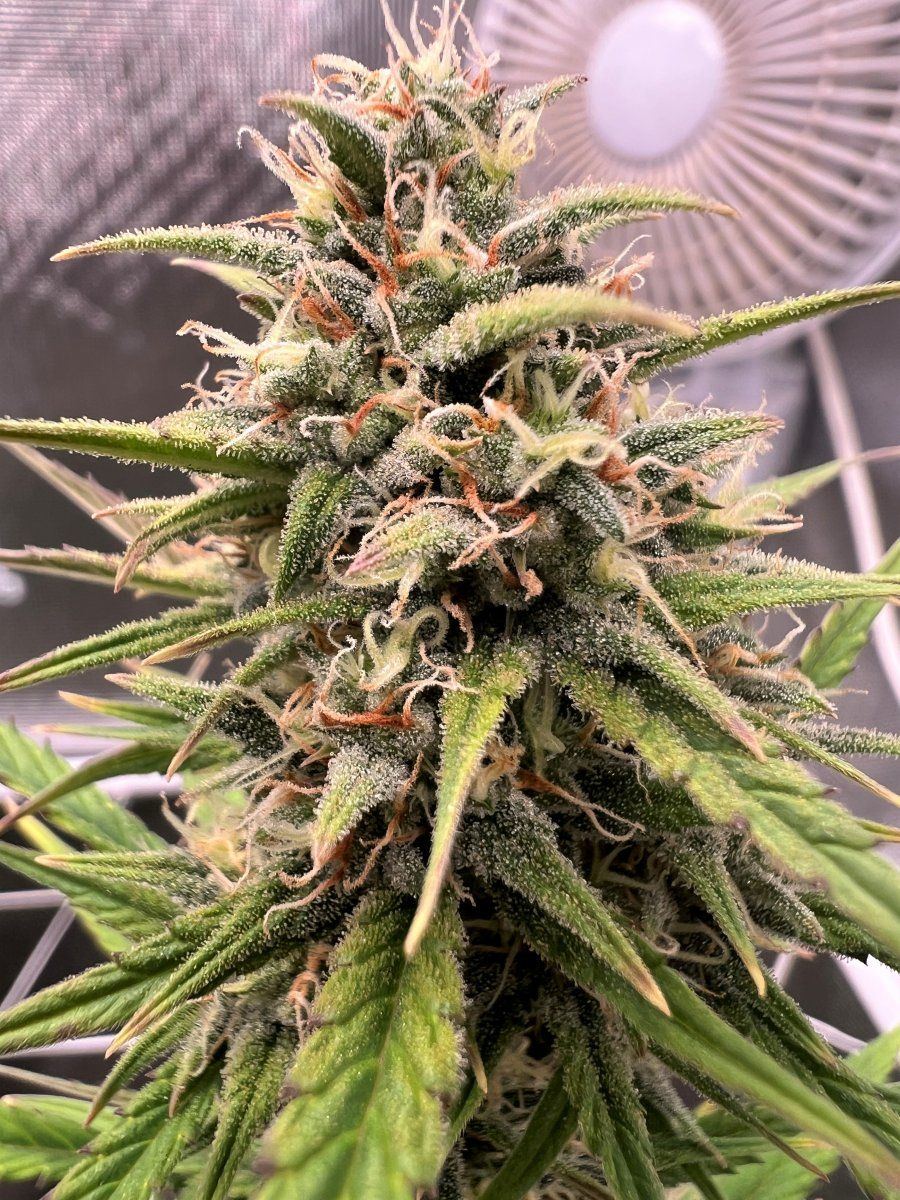 Bud2