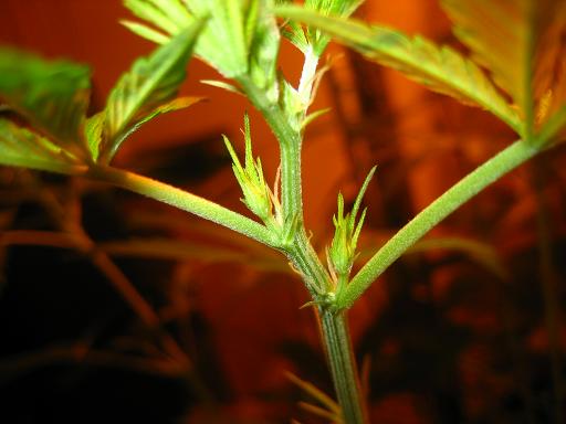 Bud2
