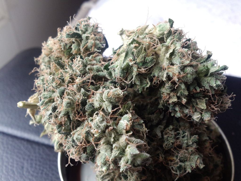 Bud2