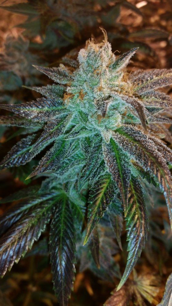 Bud2