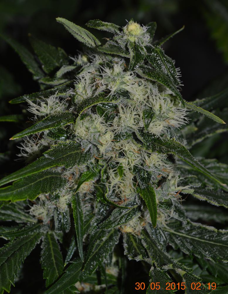 Bud2