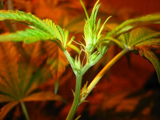 Bud3
