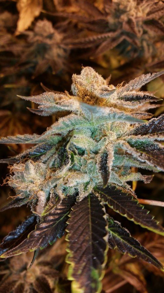 Bud3