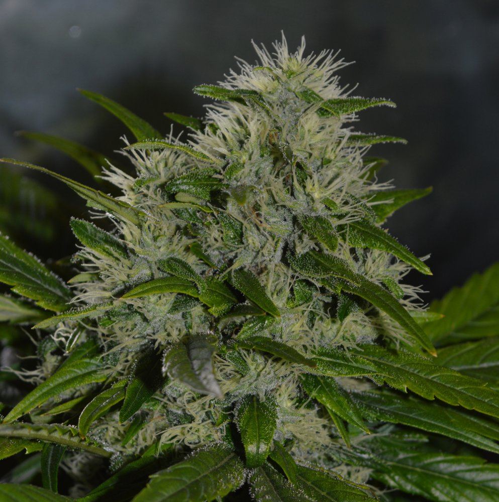 Bud3