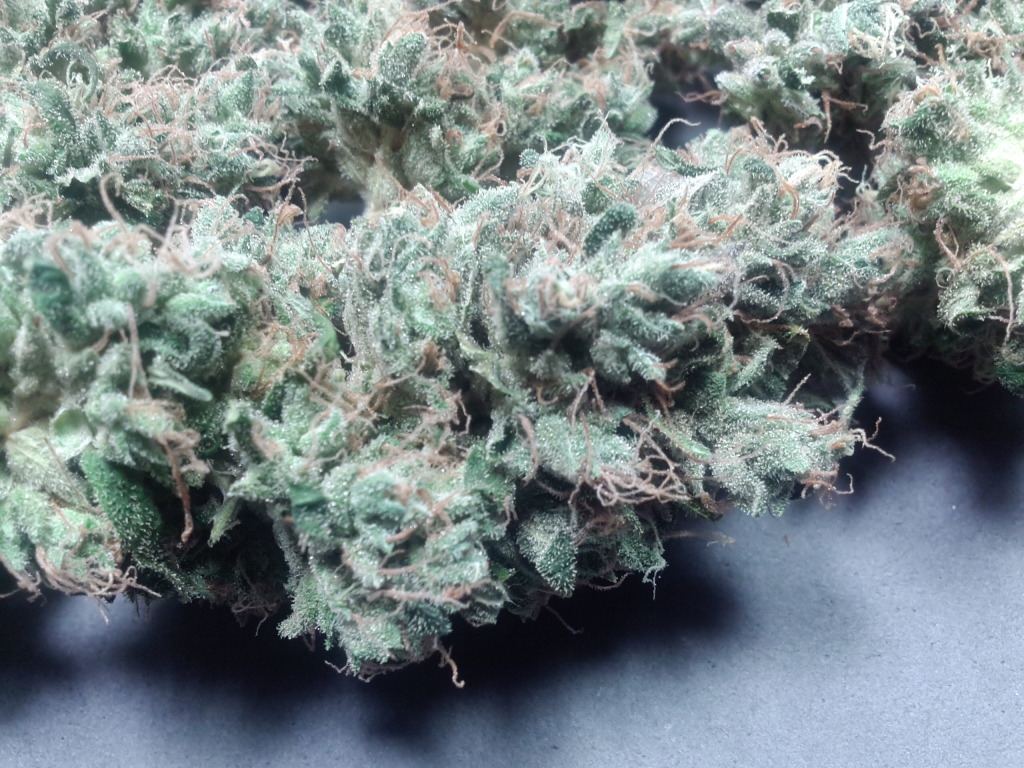 Bud4