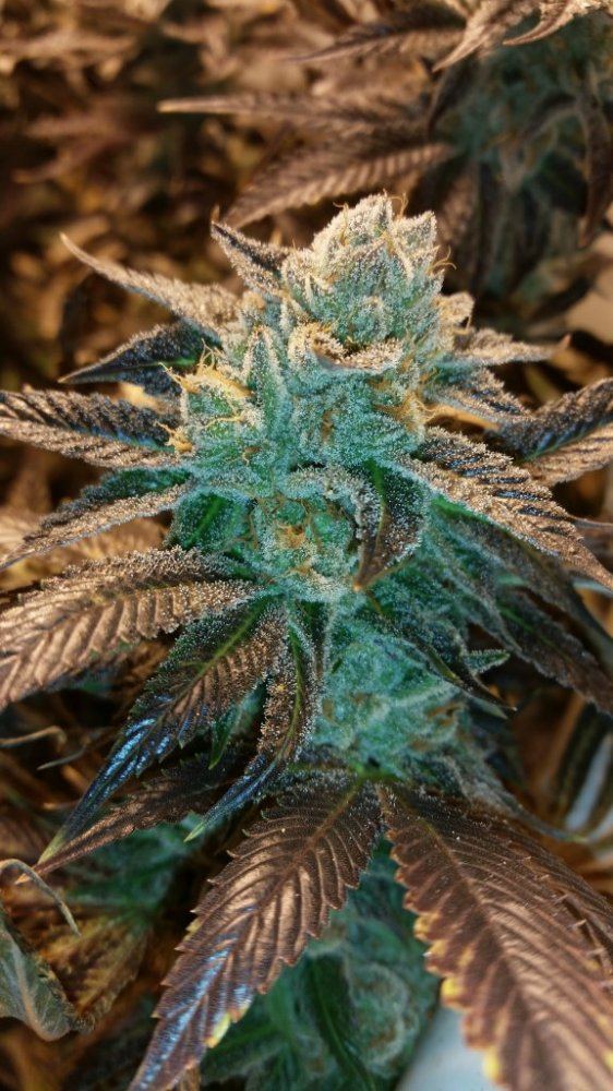 Bud4