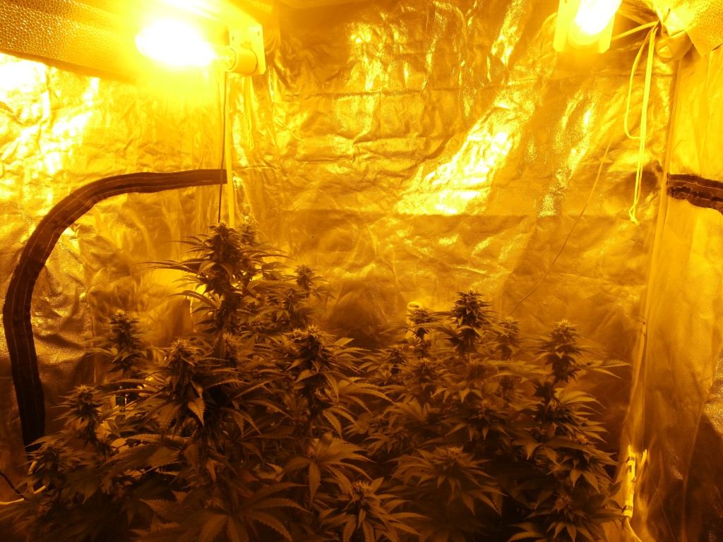 Bud5 010