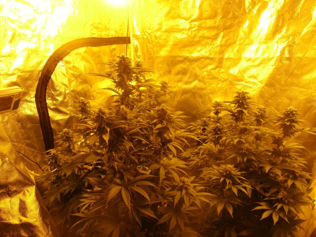 Bud5 011