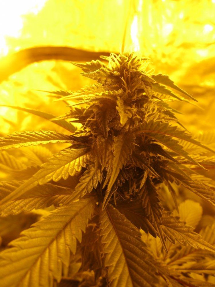 Bud5 012