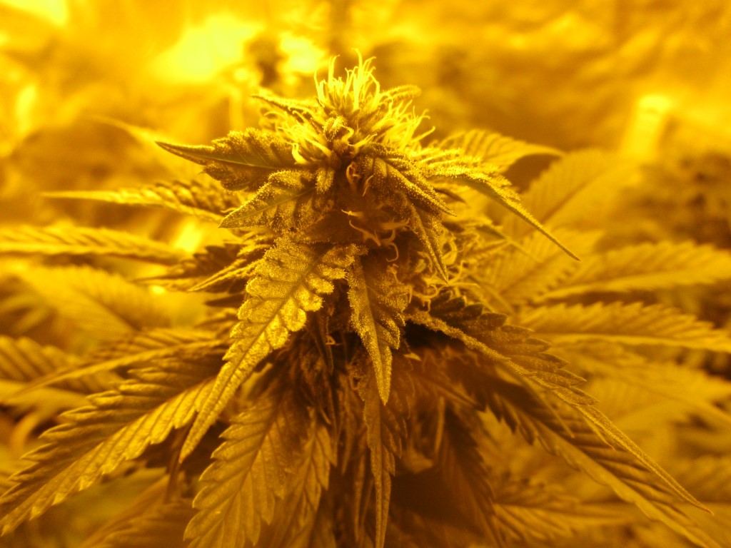 Bud5 013